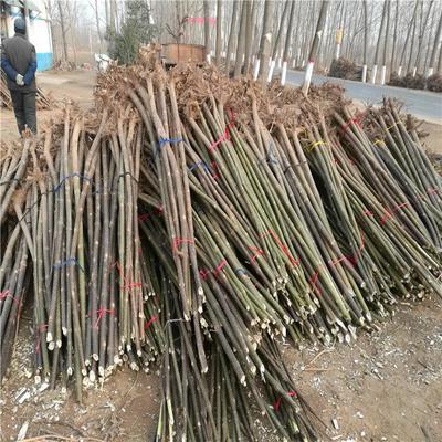 足章苗木種植基地 專業(yè)苗木種植與生態(tài)發(fā)展之路