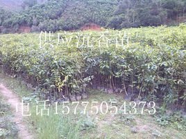 沉香苗木種植專業合作社 專業育苗，鑄就產業根基