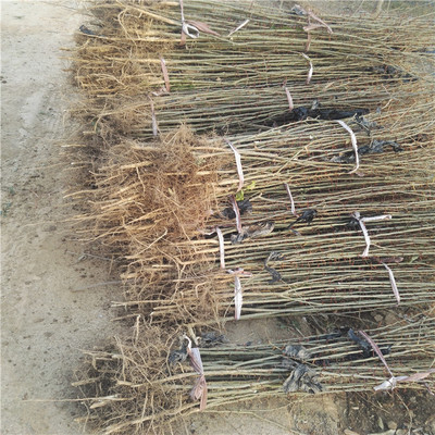 皂角樹苗木種植技術與栽培管理全攻略