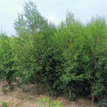 側柏苗木價格與種植指南 從選購到成林