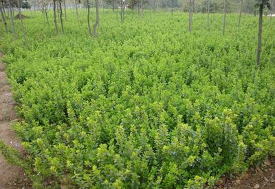 主供苗木衛矛高60cm 種植要點與養護指南