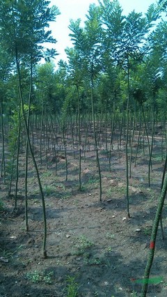 濟寧市任城區真誠苗木種植基地 綠色產業的領跑者
