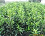 個體種植戶與苗木銷售 所需證件與規范流程詳解