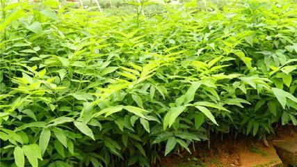無患子苗木供應全攻略 從遵義批發市場到專業種植合作社