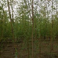濟南供應優質垂柳，米徑10公分，山東豪邁苗木基地專業培育