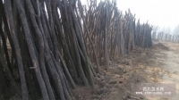 國(guó)槐 白蠟 合歡 濟(jì)寧呈祥苗木種植銷(xiāo)售中心的產(chǎn)品與服務(wù)
