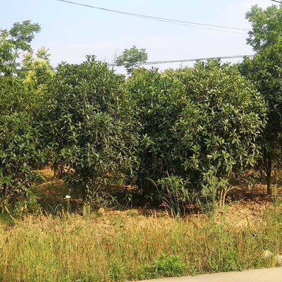 荊門(mén)豫宛桂花樹(shù)基地 專業(yè)苗木供應(yīng)與科學(xué)種植典范