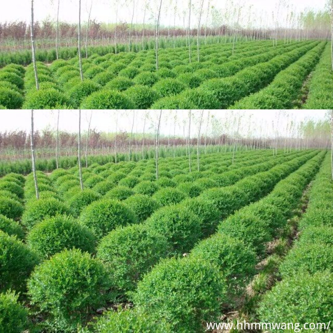 綠化苗木人工培育 形態(tài)特征與標(biāo)準(zhǔn)化種植的現(xiàn)代實(shí)踐