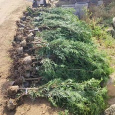臨沂1.2米高側(cè)柏苗木種植基地 技術(shù)與前景