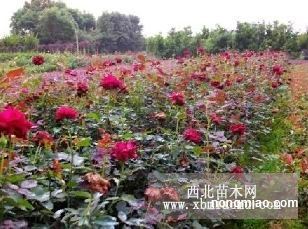 探尋湖南綠化之源 地被小苗、灌木小苗與柏加苗木基地揭秘
