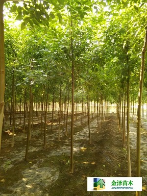 河北保定博野金澤綠化苗木基地 遼寧、山西、山東白蠟苗木的種植與供應(yīng)優(yōu)勢(shì)