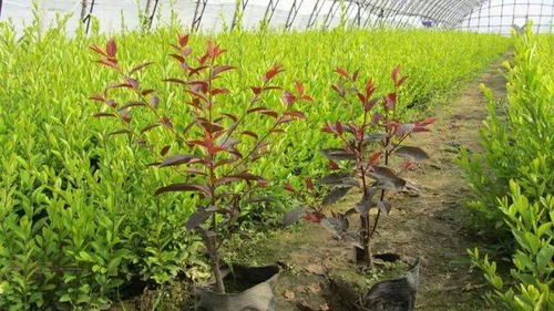 容器苗 你的苗圃值得嘗試丨附容器苗種植技術(shù)大匯總