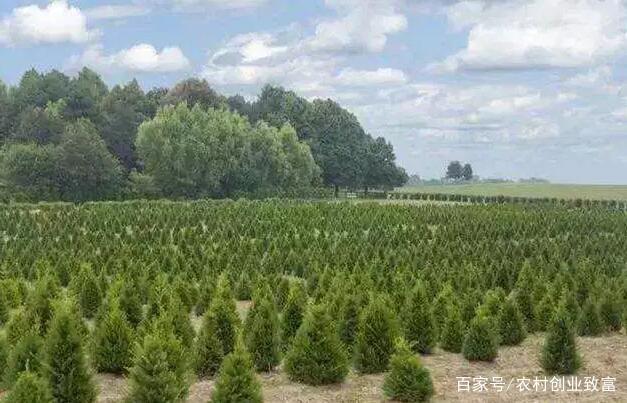 未來(lái)幾年苗木種植的盈利方向 高價(jià)值與生態(tài)需求的雙重引擎